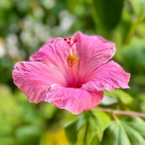 Meet your Posher, Thiri